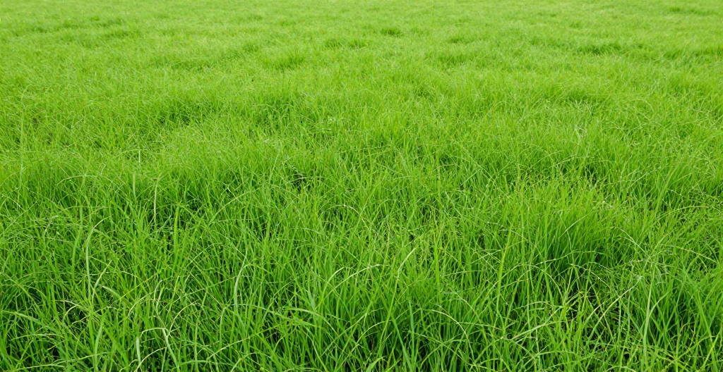 Meadowline Landscaping background layout
